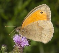 Maniola jurtina - Meadow Brown